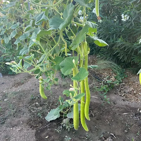 Il Gelso E L'ulivo In L'ulivo Noto