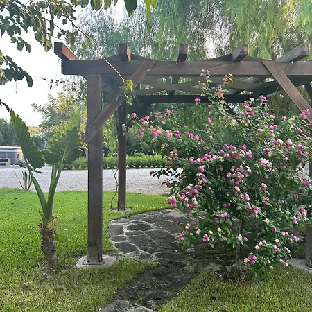 Il Gelso E L'ulivo In L'ulivo * Noto