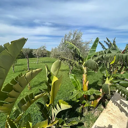 Il Gelso E L'ulivo In L'ulivo